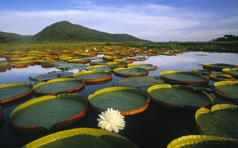 3 Лилии в водно-болотной лагуне, она же национальный парк, Пантанал. Источник:reddit