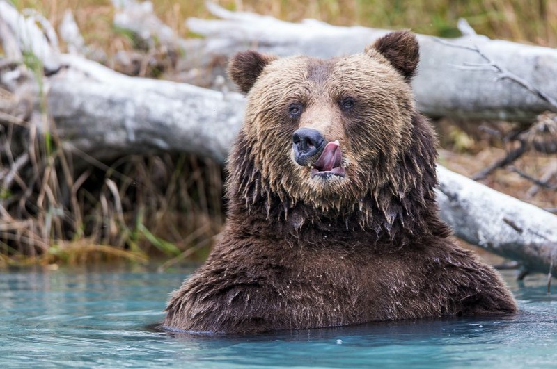 3 "Вкуснятина". Бурый медведь. Аляска (США). Автор - Rob Daugherty.