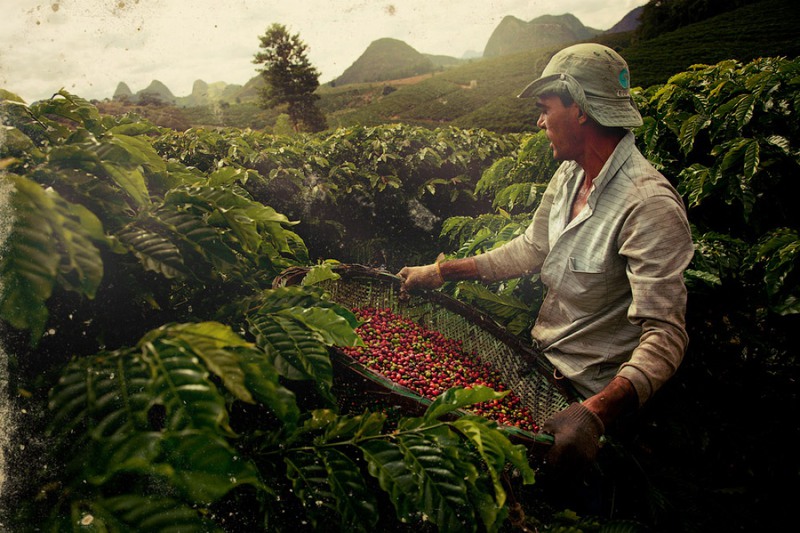 8 На кофейной плантации Агуа-Бранка. Источник: viralgecko