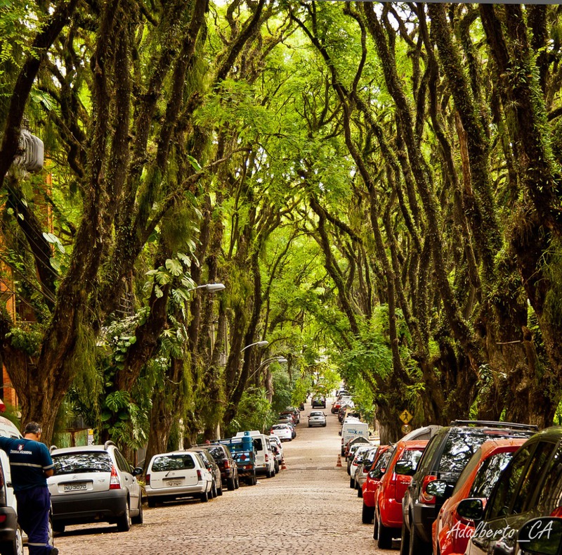13 Зеленая улица в городе Порту-Алегри. Источник: Adalberto Cavalcanti Adreani