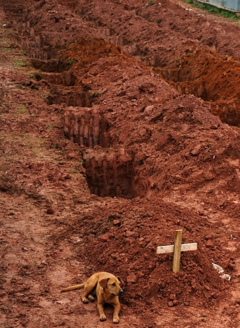 Собака сидящая в течение двух дней у могилы хозяина, который погиб в сильных оползнях. Рио-де-Жанейро, 15 января 2011 год.
