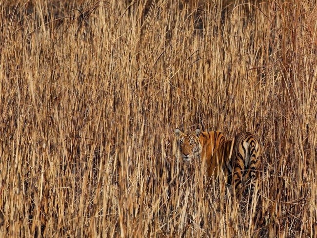 6 Тигр в долине Брахмапутры, Южная Азия. Автор - Сандеш Кадур.