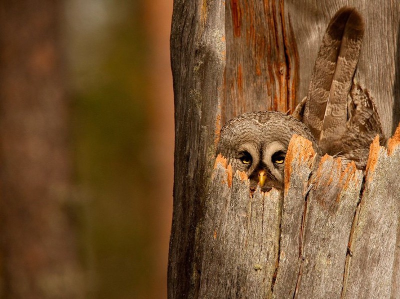 3 "Замаскировался". Серая сова охраняет свое гнездо. Автор - Мауро Моцарелли.