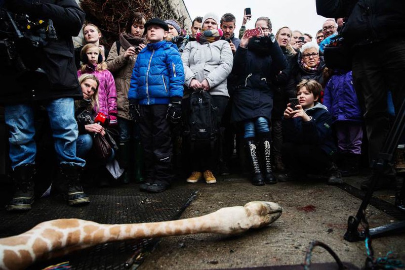 8  Автор - KASPER PALSNOV—SCANPIX DENMARK/REUTERS. People look at the carcass of the giraffe Marius after it was killed in Copenhagen Zoo, Feb. 9, 2014.