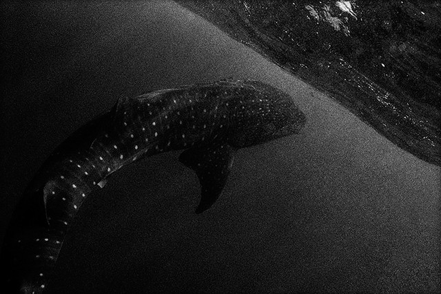 Темные акулы — Карен Глезер