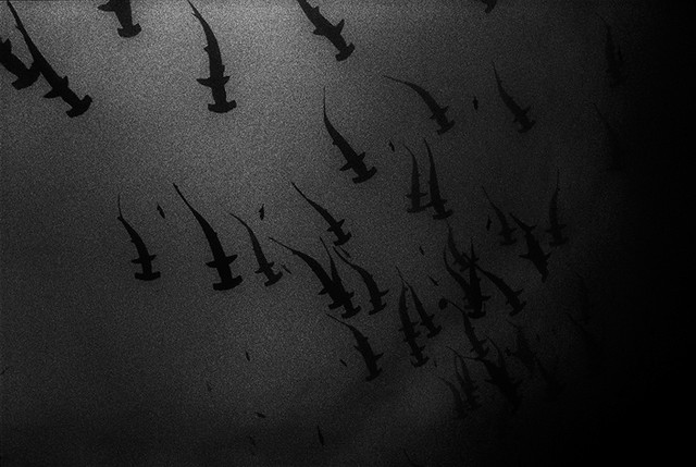 Темные акулы — Карен Глезер