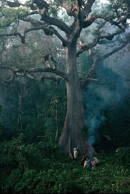 Eric Valli: «Jungle Nomads»