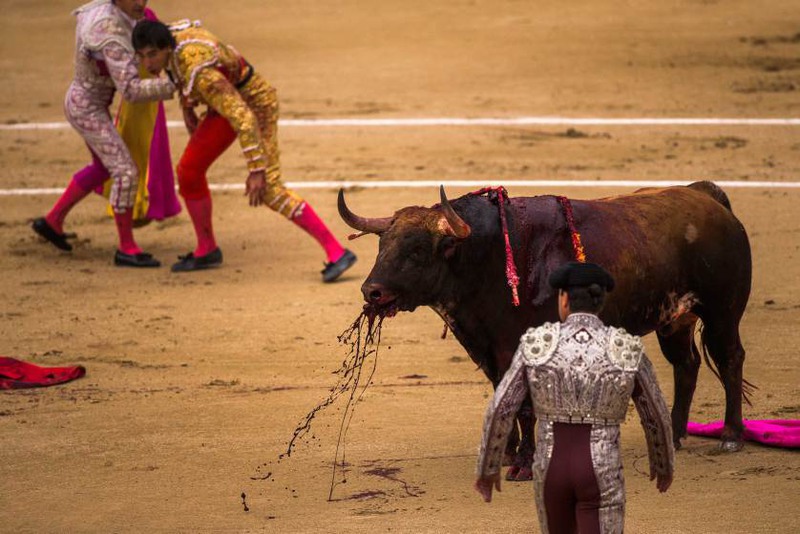 19  Автор - Andres Kudacki—AP. Spanish bullfighter Jimenez Fortes, top second left, kills a Los Chospes ranch fighting bull after being tossed by the bull during a bullfight at Las Ventas bullring in Madrid, Spain, May 20, 2014.
