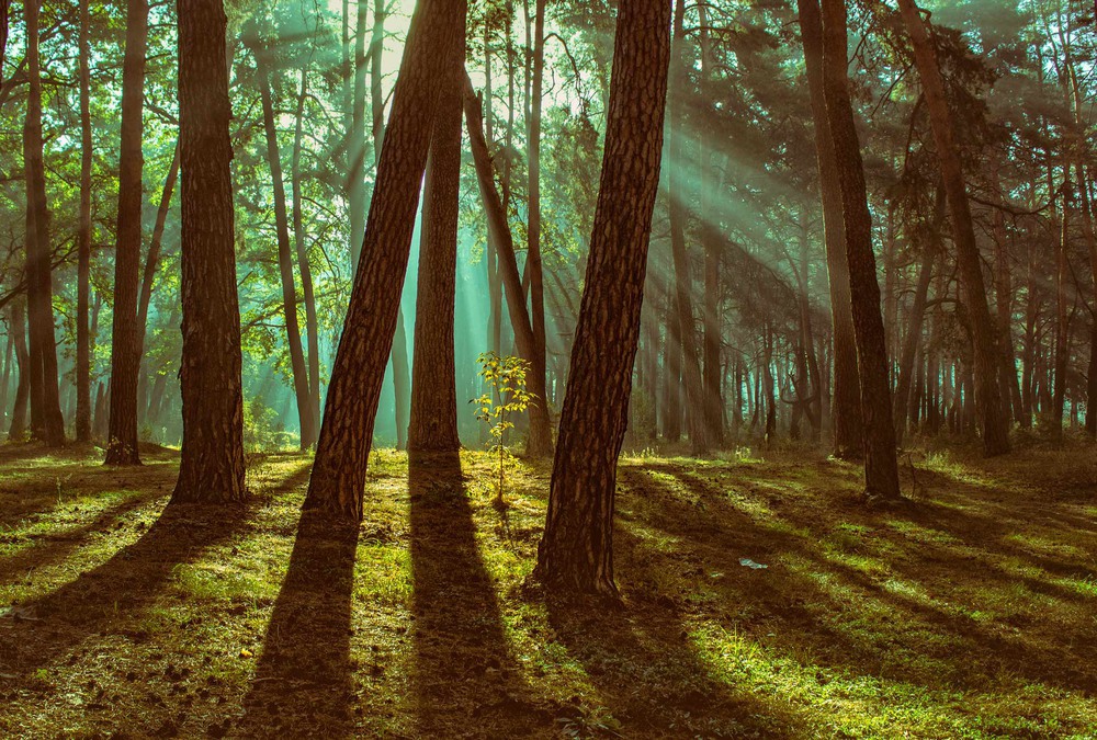 Ліс в тумані, що спливає Автор: Александр Кондратюк/Сандродед