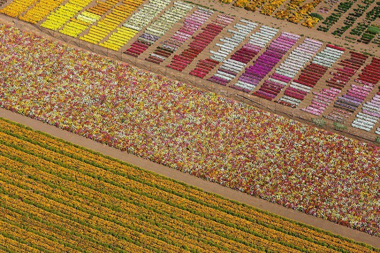 17 Цветочные поля, Ломпок, штат Калифорния, США.