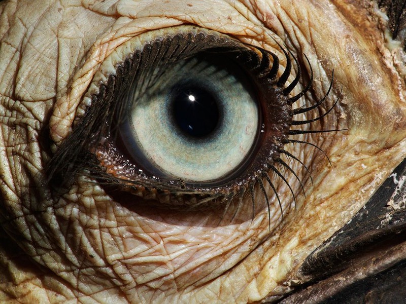 24 "Восхитительный глаз". Автор - David Liittschwager. Глаз птицы-носорога.