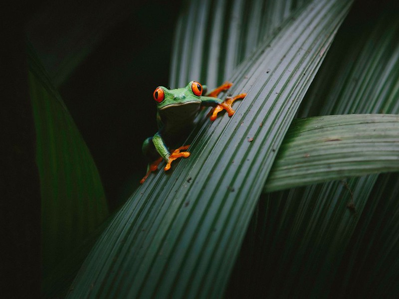 28 "Не моргая". Автор -Sammantha Fisher. Древесная лягушка в зарослях г. Вара-Бланка, Провинция Эредия, Коста-Рика.