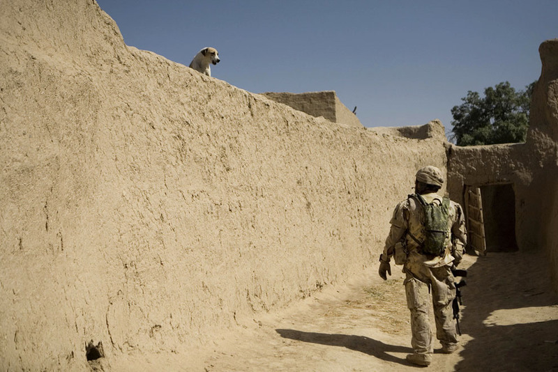 11 A dog watches a Canadian soldier with the 1st Battalion, The Royal Canadian Regiment, patrolling Salavat, Panjwayi district, southwest of Kandahar, on May 31, 2010. (AP Photo/Anja Niedringhaus)