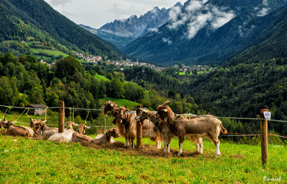 в пошуку найсмачнішого сиру... Author: Вячеслав