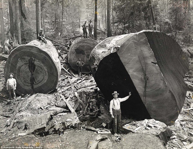 4 Калифорнийские лесорубы с поваленными секвойями, 1915 г. Источник: sevenstring