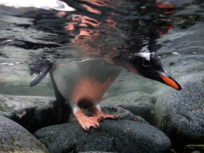 13 Папуанский пингвин, Антарктида. Автор - Пол Никлен.
