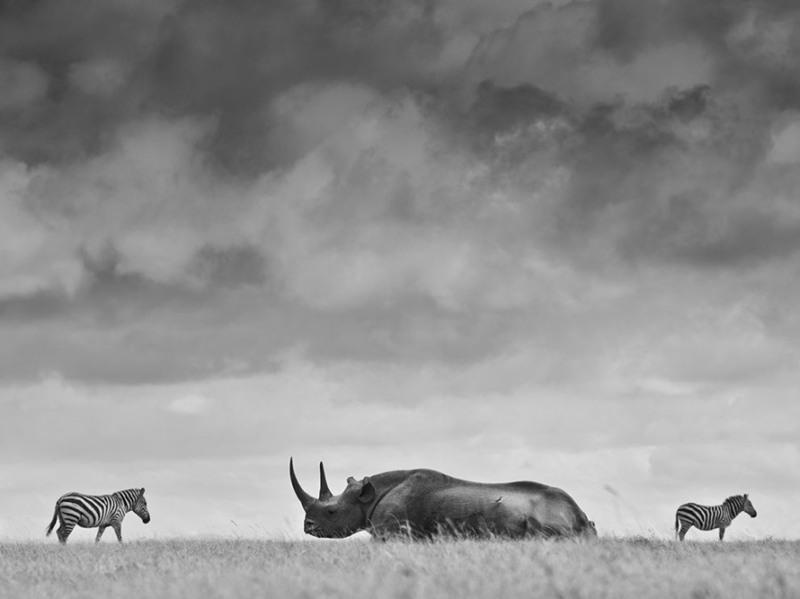11 "Большая разница". Черный носорог и две зебры в Кении. Автор - Робин Мур.