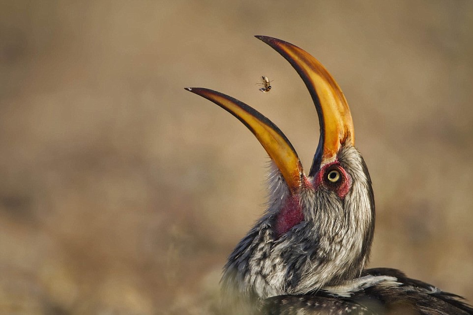 3 "Заглатывая термитов". Автор - Виллем Крюгер (Южная Африка). Птица-носорог выхватывает термитов в воздухе и заглатывает их в Трансграничном парке Кгалагади.