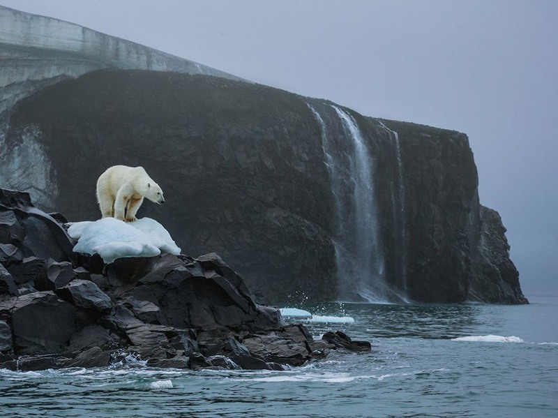 7 "Северная звезда". На снимке белый медведь на острове Рудольфа в Северном Ледовитом океане (самый северный из островов Земли Франца-Иосифа). Автор - Кори Ричард.
