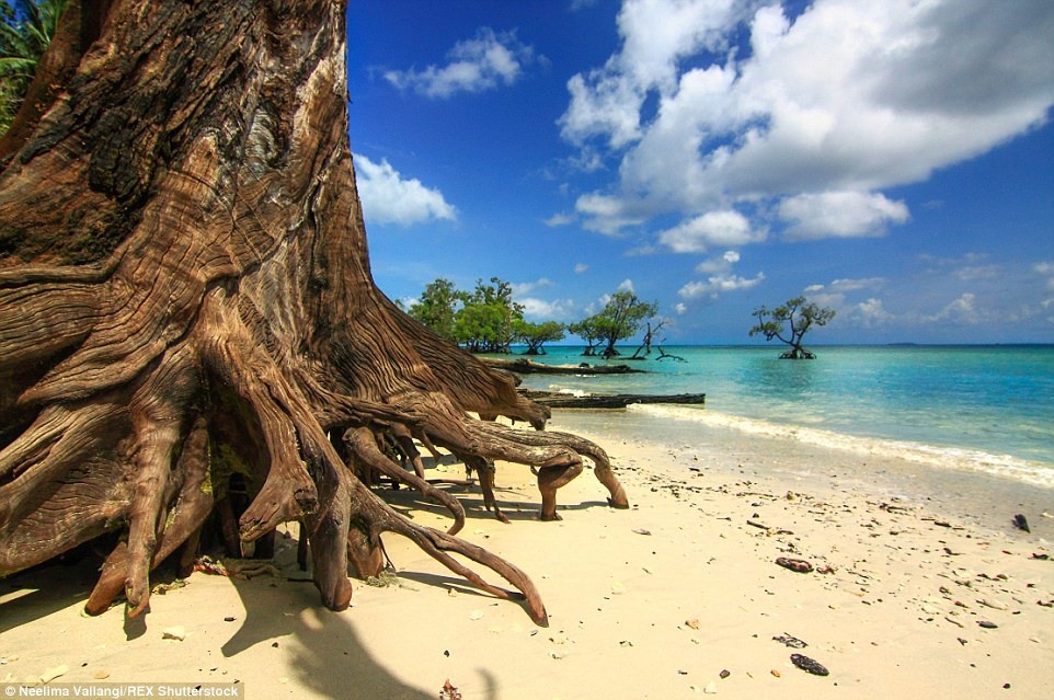 8 Засохшие деревья на побережье одного из около 500 островов, входящих в состав Андаманского и Никобарского архипелагов. Во время цунами в 2004 году корни напитались солёной морской водой, и с тех пор деревья медленно погибали.