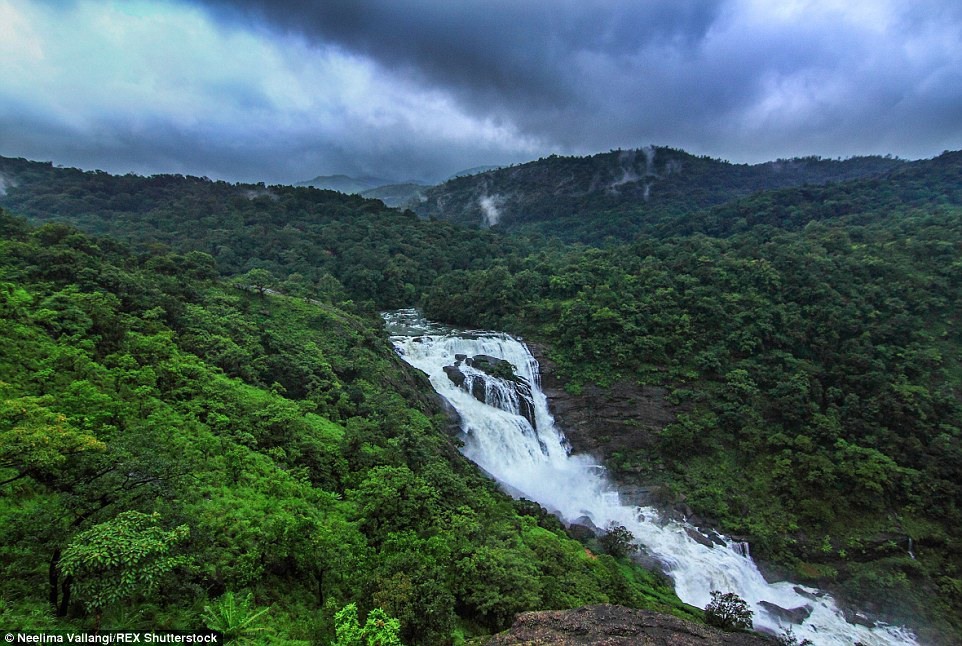 11 Быстрая горная река Кумарадхара с дождевым питанием будто рассекает густой зелёный лес надвое.