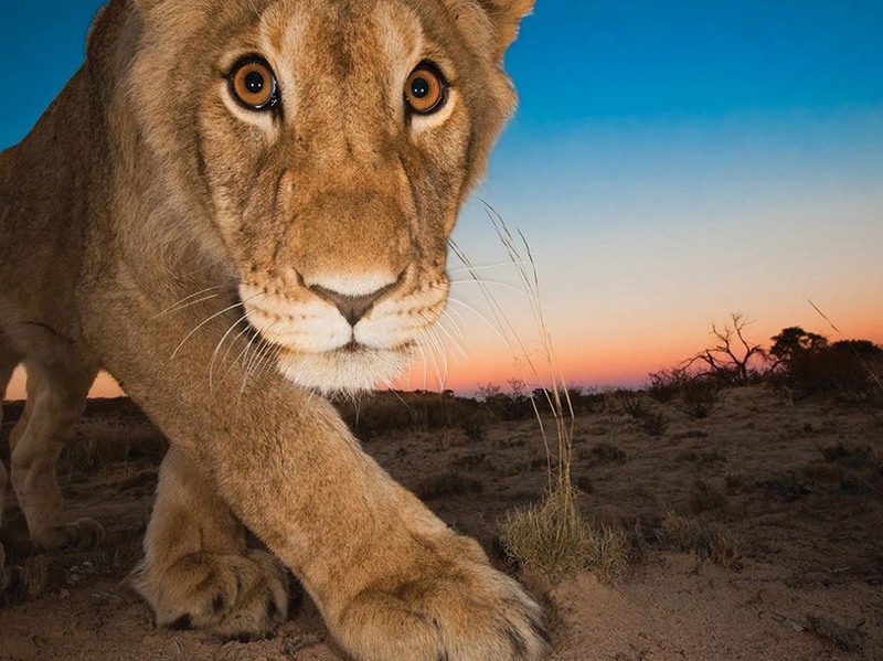 11 Глаза львицы. Снимок сделан в пустыне Калахари (Южная Африка). Автор - Ханнес Локнер.