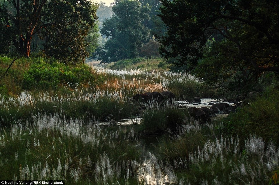 12 Сказочный лес в национальном парке Канха в штате Мадхья-Прадеш. Эти таинственные леса вдохновили Редьярда Киплинга на написание сборника рассказов «Книга джунглей».