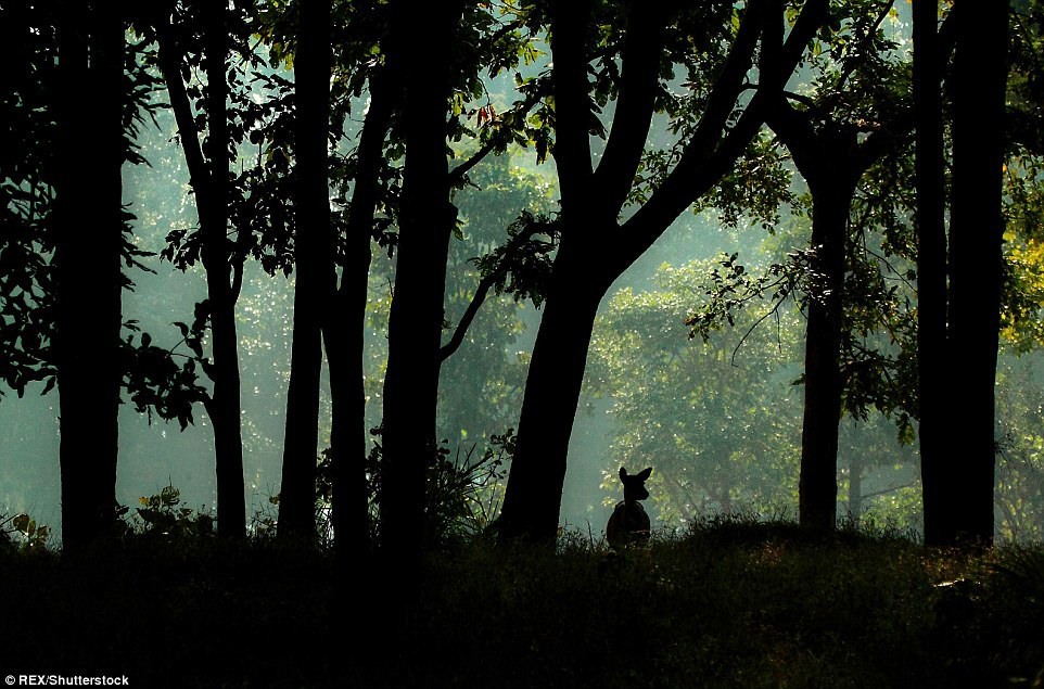 13 Олень, будто сошедший со страниц «Книги джунглей» Редьярда Киплинга, в национальном парке Канха в штате Мадхья-Прадеш.