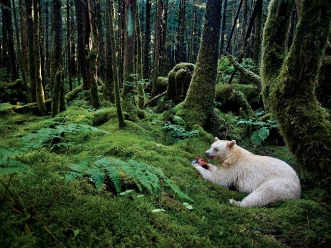 16 Кермодский медведь или "медведь-призрак". Канада. Популяция этого вида на сегодняшний день составляет около 400-1000 особей. Автор - Пол Никлен.