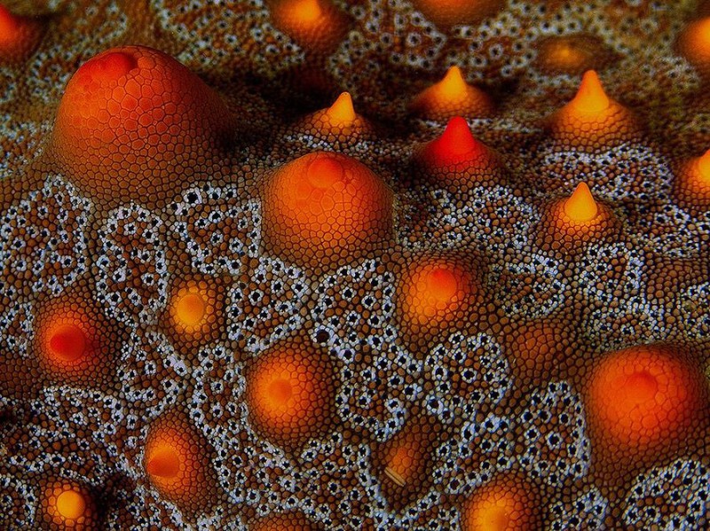13 Морская звезда, которая является хищником, питается моллюсками, морскими уточками, многощетинковыми червями и другими беспозвоночными. Мозамбик. Автор - Пит Ван Эден.
