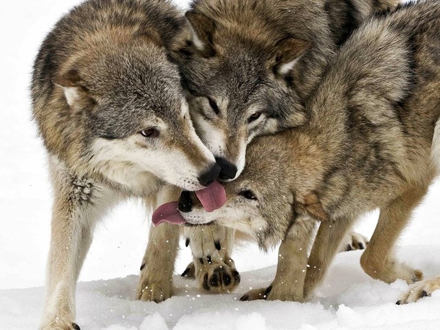 Лесные волки, Фото: Jacqueline Crivello, Your Shot