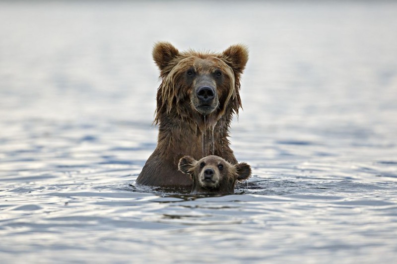 17 "Уроки плаванья". Мать обучает медвежонка плавать. Фото снято на Курильском озере (Камчатка). Автор - Марко Матиусси.