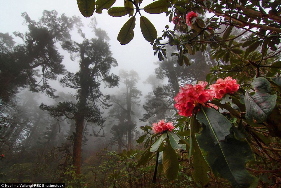 20 Рододендроны в окутанных туманом лесах штата Сикким.