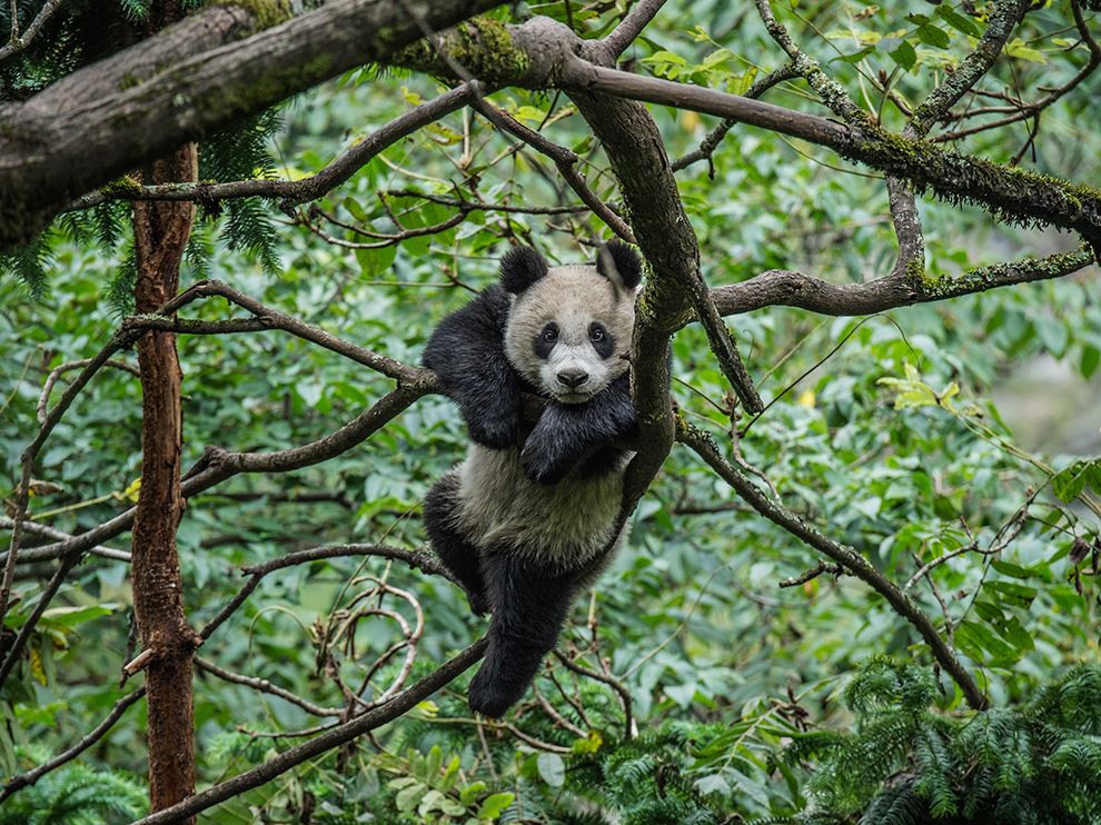 1 "Карьерист". Автор - Ami Vitale. Китайский центр по разведению больших панд в Волонге.