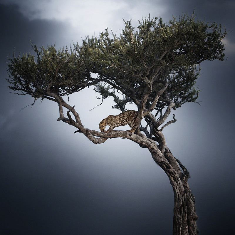 16 Автор - Nicolas Lotsos. Леопард на дереве. Масаи Мара, Кения.