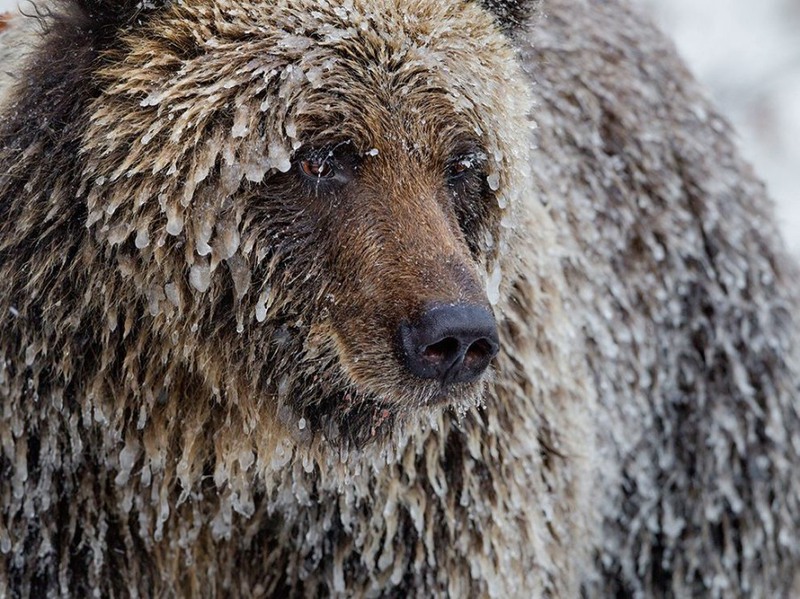 15 Медведь гризли с обледеневшей шерстью готовится к спячке. Автор - Пол Никлен.