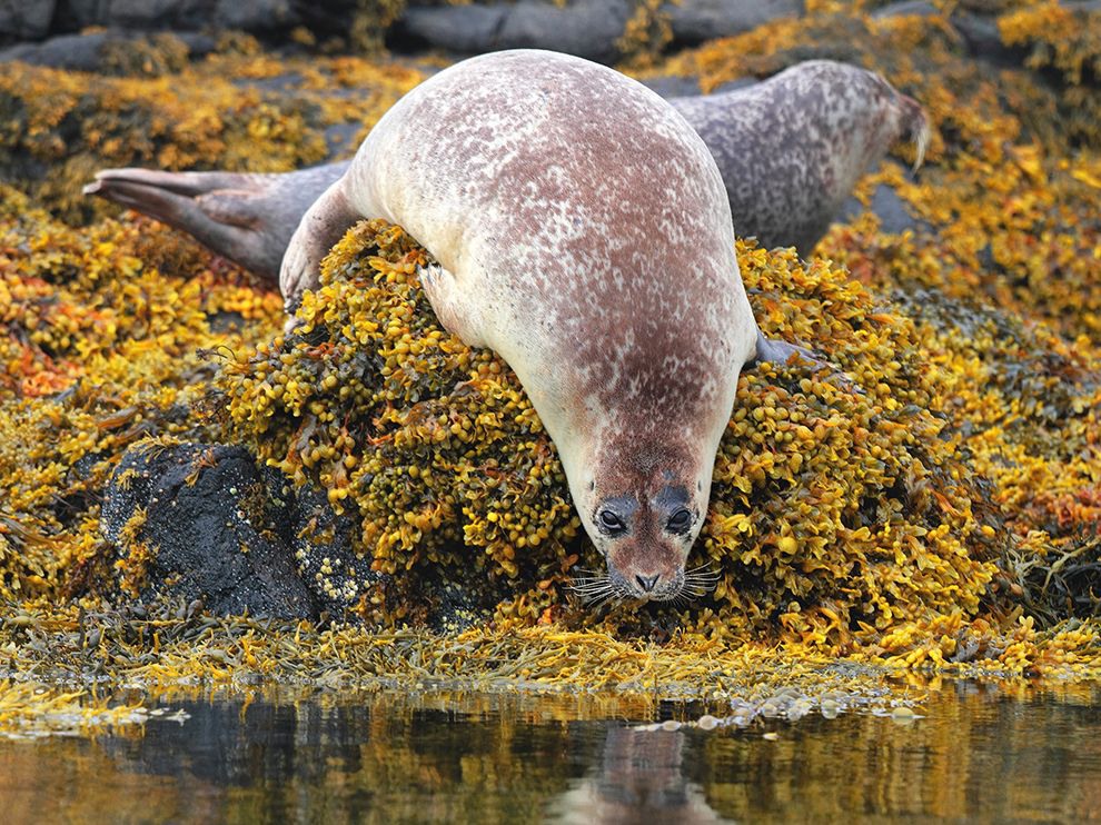 21 "Отражение". Автор - Igor Mohoric Bonca. Тюлень готовится к погружению в воду на шотландском острове Скай.