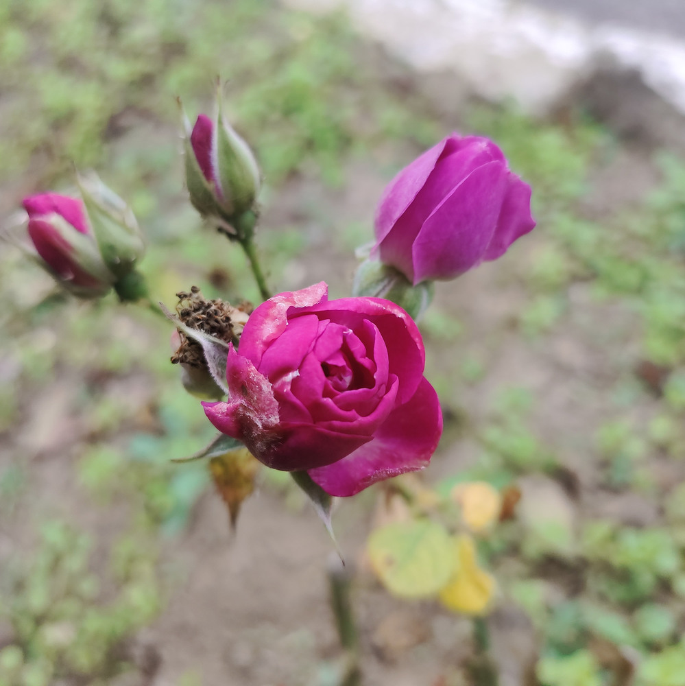 Ноябрьские розы