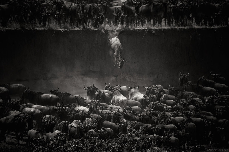 13 Категория «Природа». Победитель в данной категории. Автор - Nicole Cambre. "Прыжок". На фото антилопы гну пересекают реку Мара в Танзании во время ежегодной миграции из Танзании в Кению. В воде их поджидают огромные крокодилы.