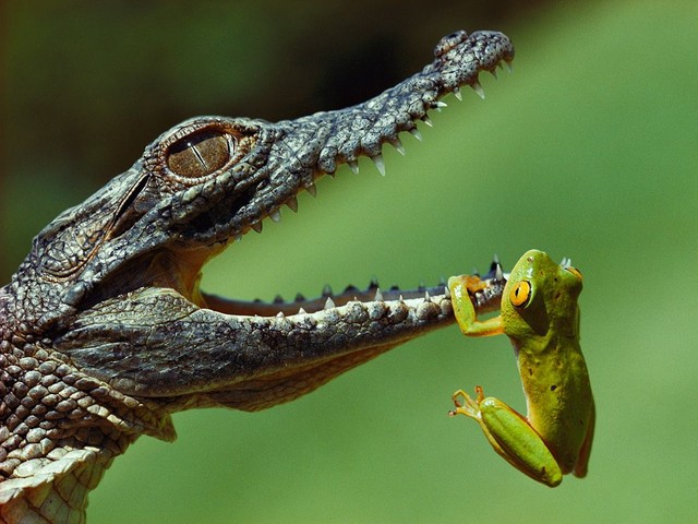 Крокодил и лягушка, Южная Африка, Фото: Jonathan Blair, National Geographic