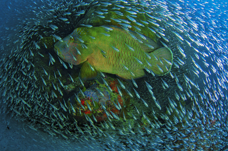 14 Категория «Природа». Автор - Christian Miller. На снимке рыба-наполеон -житель Большого Барьерного Рифа.
