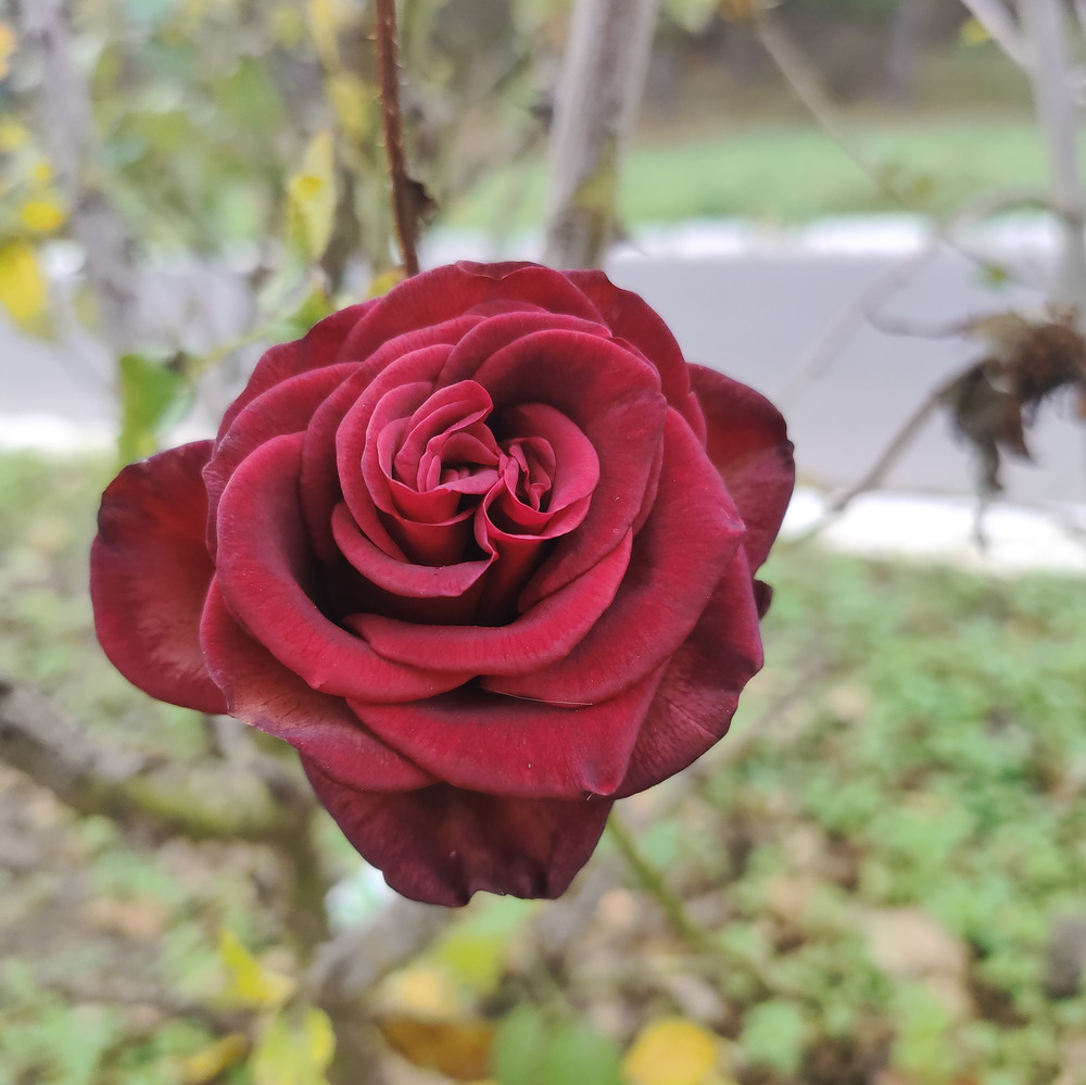 Ноябрьские розы