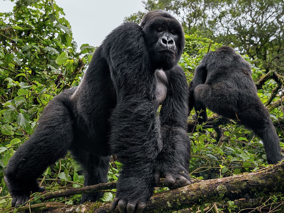 26 "Драгоценные камни джунглей". Автор - Brent Stirton. Гориллы в парке Вирунга — национальном парке на территории Демократической Республики Конго, один из старейших в Африке.
