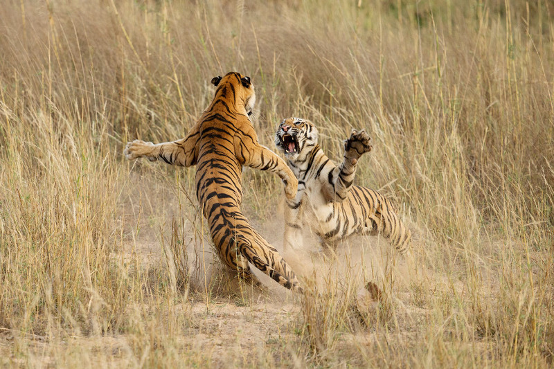 17 Категория «Природа». Автор - Archna Singh. Игра подростков-тигров в Национальном парке в Мадхья-Прадеше, Индия.