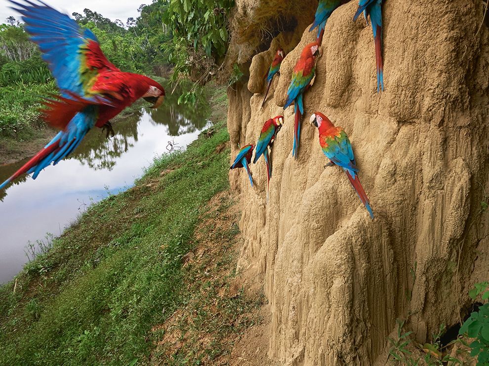 29 "Соленая закусочная". Автор - Charlie Hamilton James. Глиняные скалы в национальном парке Ману в Перу.