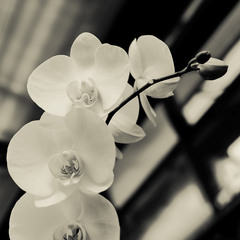 вlack & white orchid