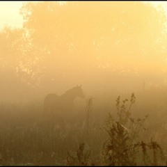 И снова туман и снова лошадь .