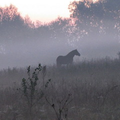 Лошадь и туман