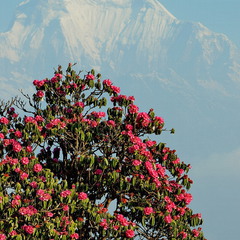 Червона рута Непалу
