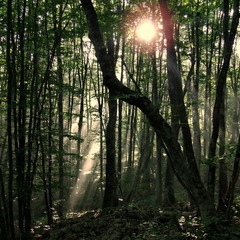 Сонце у лісі